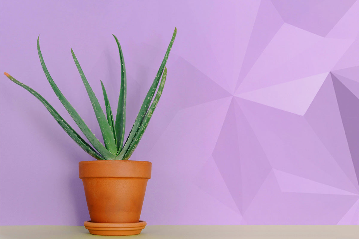 Unfiltered Skincare: What Brands Don’t Tell You About Their Products