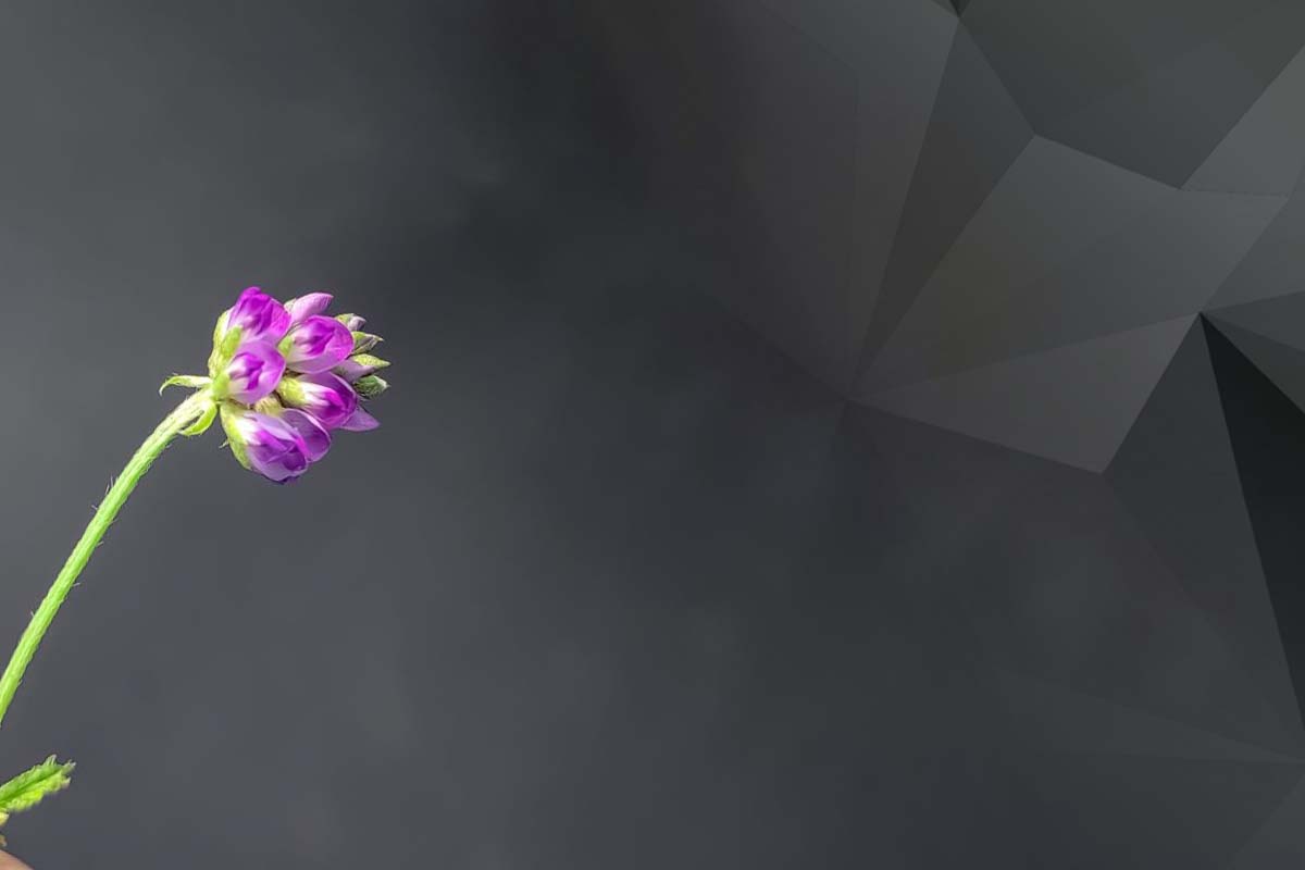 Picture of Bakuchiol for blog entry discussing s Your Skincare Game-Changer