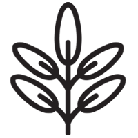 Sage Extract